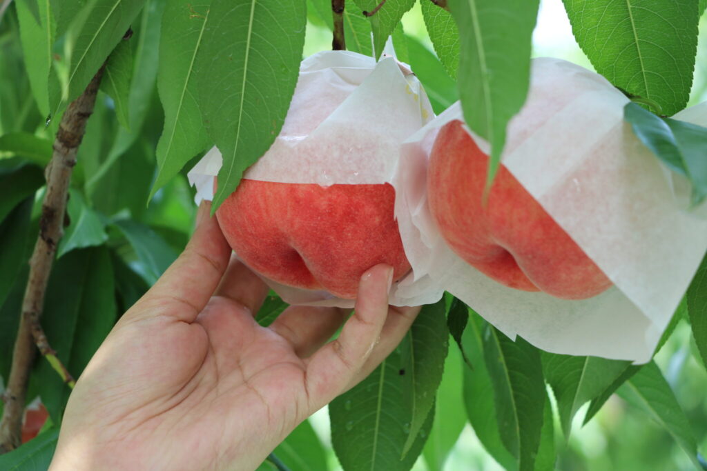 【募集開始】黒内果樹園でのおてつたび！飛騨桃の収穫・出荷のお手伝い！