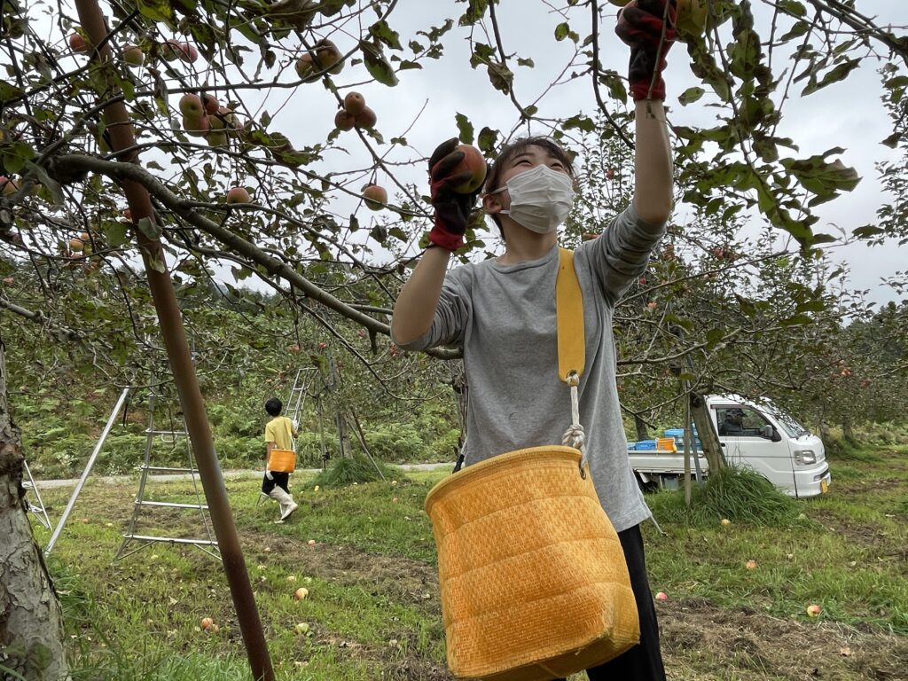 今年もラストスパート✨黒内果樹園『飛騨りんごの収穫』のお手伝い！