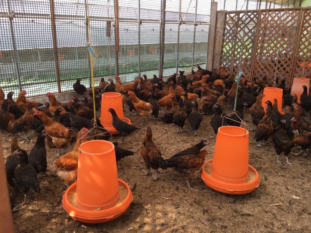 飛騨流葉牧場「飛騨ブランド地鶏の生産現場を覗いてみませんか？」飛騨地鶏の飼育・加工のお手伝い！