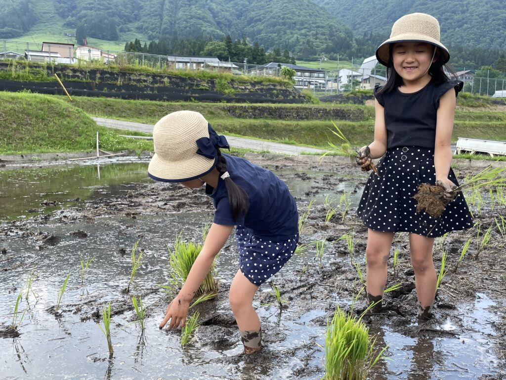無農薬・無化学肥料でお米栽培　子どもも一緒にみんなで田植えのお手伝い！