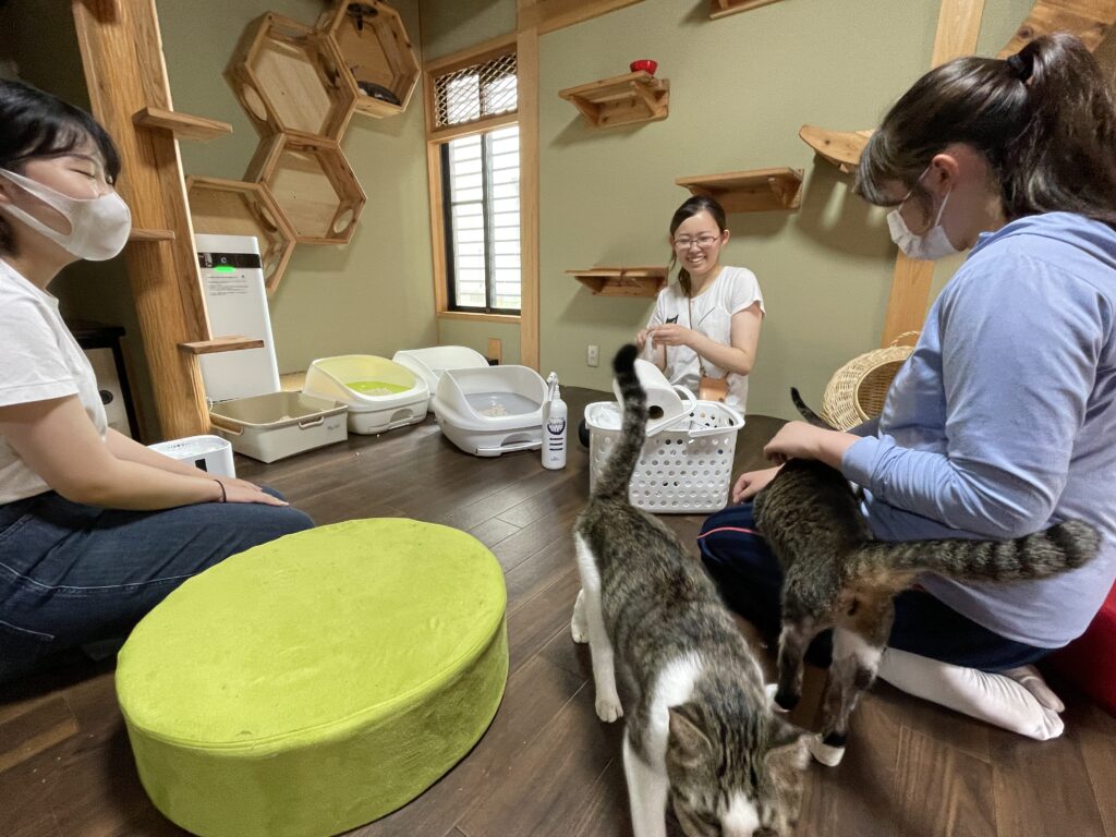 【随時募集】飛騨古川でネコのお世話をしませんか？『SAVE THE CAT HIDA プロジェクト』保護ネコシェルターの掃除のお手伝い！