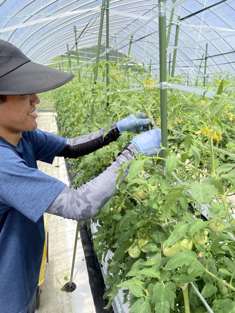 雑草ハンター募集！飛騨古川黒内地区でトマトの葉かきのお手伝い！
