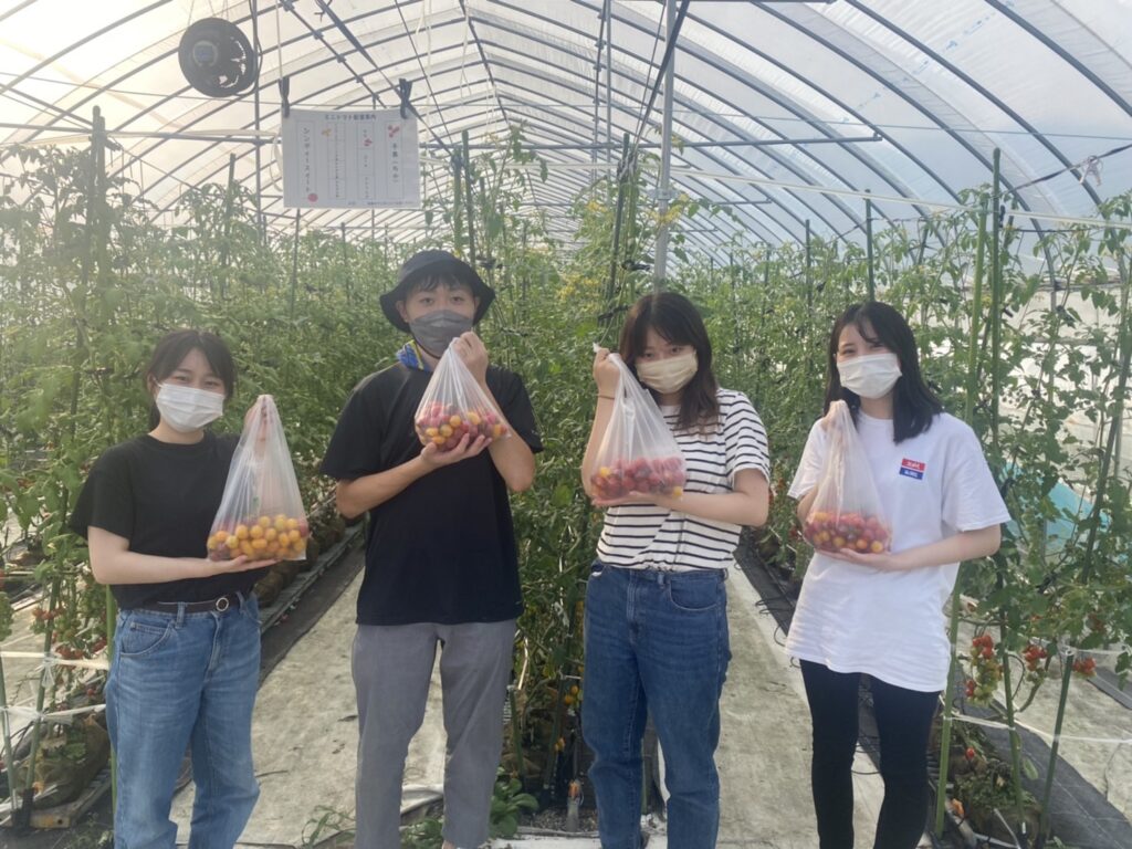 大学のサークル旅行でヒダスケ！に参加😊池田農園さんのミニトマト収穫のお手伝いをしました！