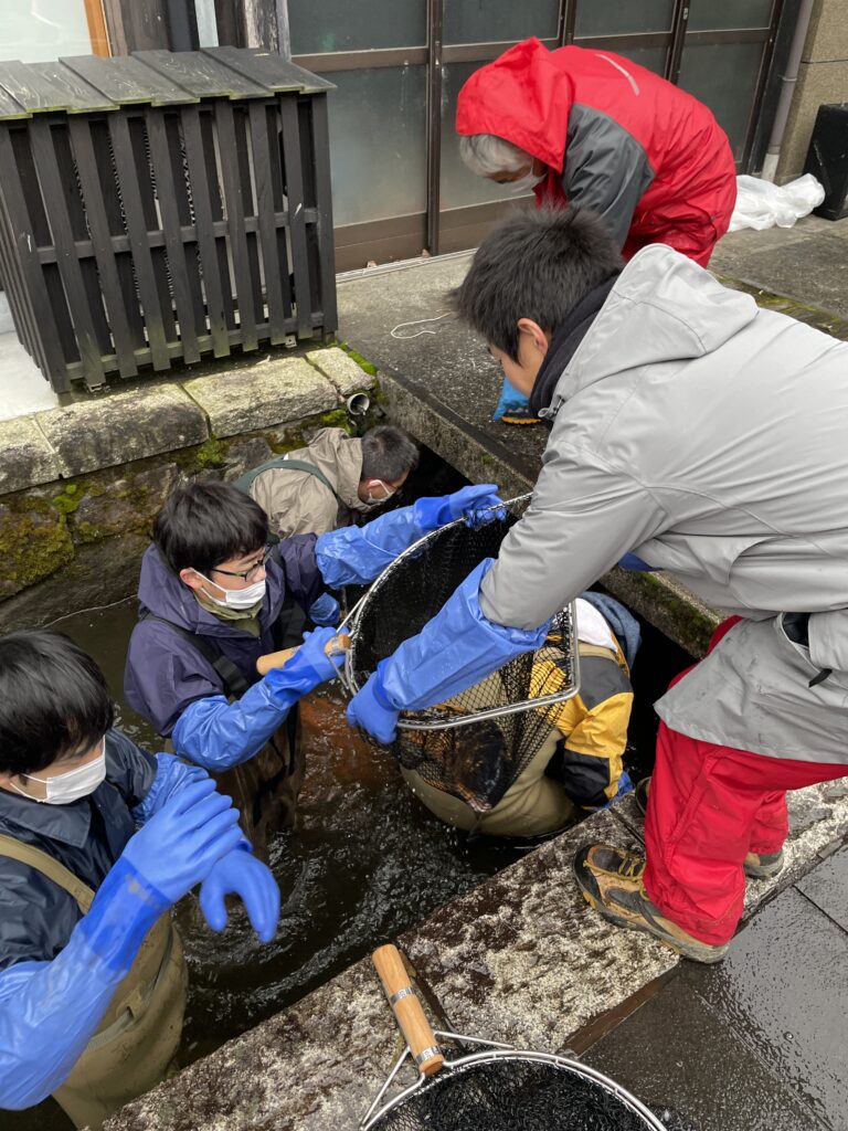 飛騨古川風物詩！みんなに愛される瀬戸川の鯉の引っ越しのお手伝いをしました！