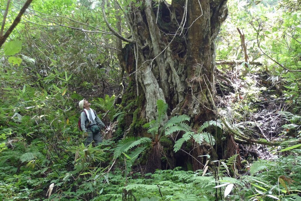 【森スケ！】神秘の森！『深洞湿原・原生林エリア』を守る外来種除去のお手伝い！