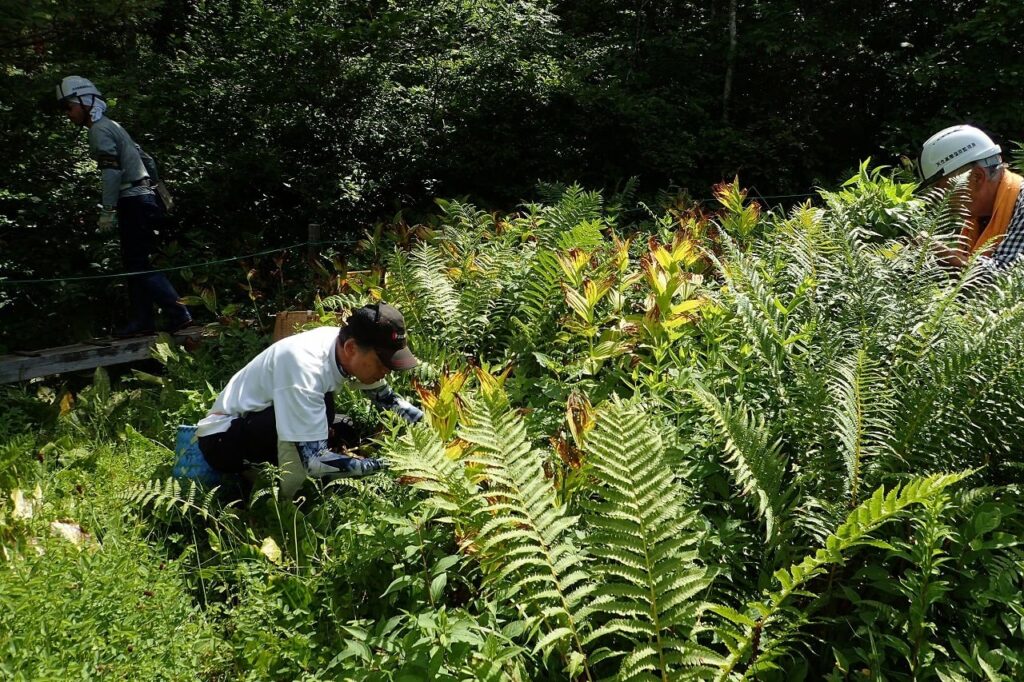 【森スケ！】樹木と花の楽園『天生高層湿原』の陸地化促進植物から湿原を守ろう！