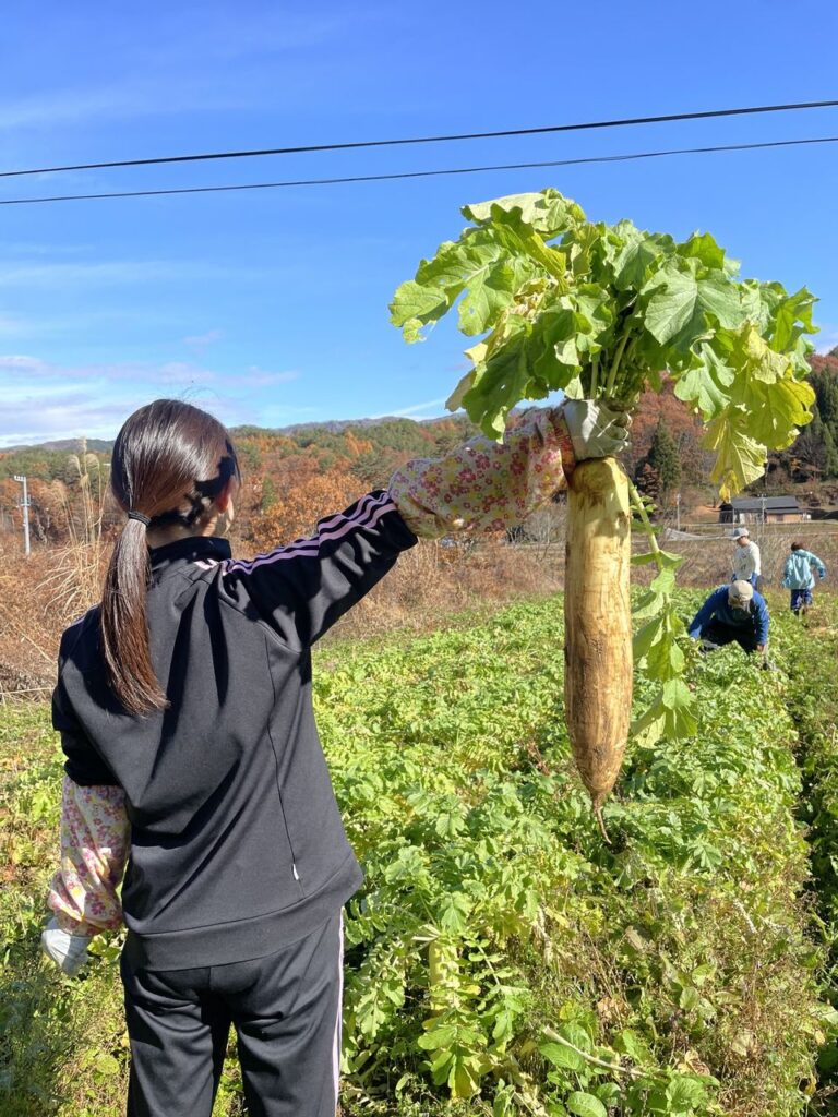 天空の里「山之村」で育った名産品「寒干し大根」の大根収穫！