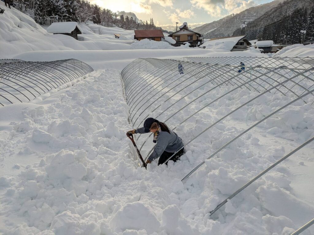 雪害にあった農家を救援！雪に埋もれてしまったハウスを救おう！