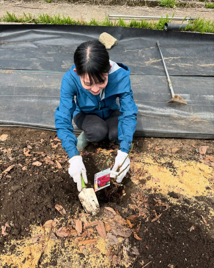 飛騨河合で農薬不使用バラ栽培！バラの苗植えをしよう！