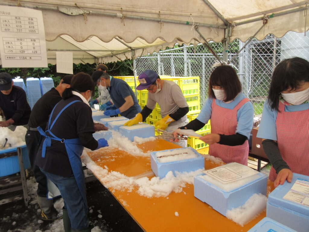 飛騨かわい「夏の雪中酒の季節」！雪中酒出荷をしてみよう！