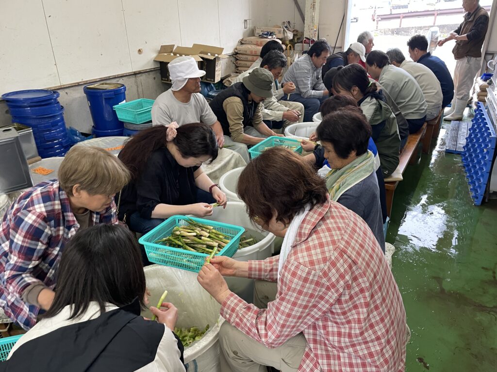 飛騨の山菜を堪能！河合で姫竹剥きのお手伝いをしました🎋