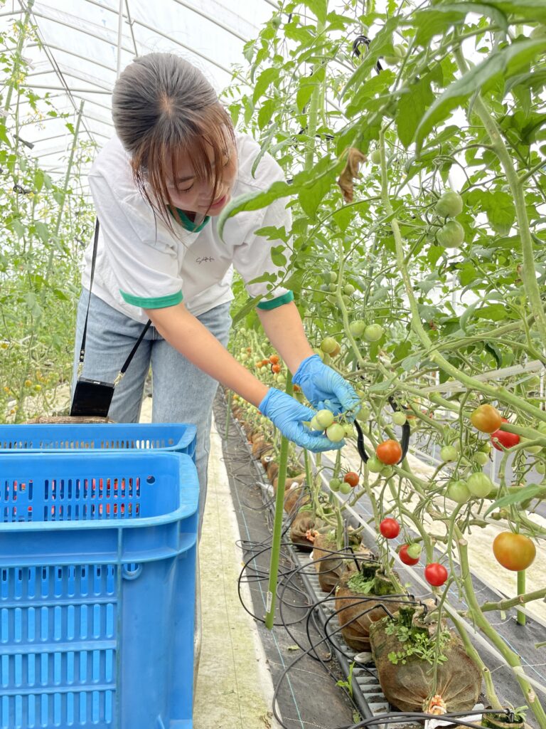 飛騨のミニトマトを収穫して救出せよ！【雑草ハンター】