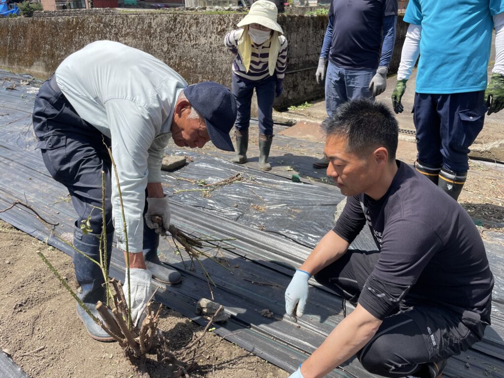 河合でバラの苗植えヒダスケ！260本植えきりました🙌