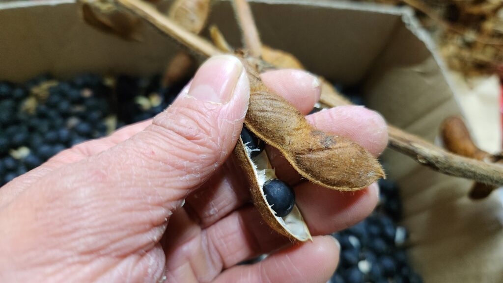 飛騨河合で吉眞さんと一緒に『穀物の脱穀・選別』をしよう！