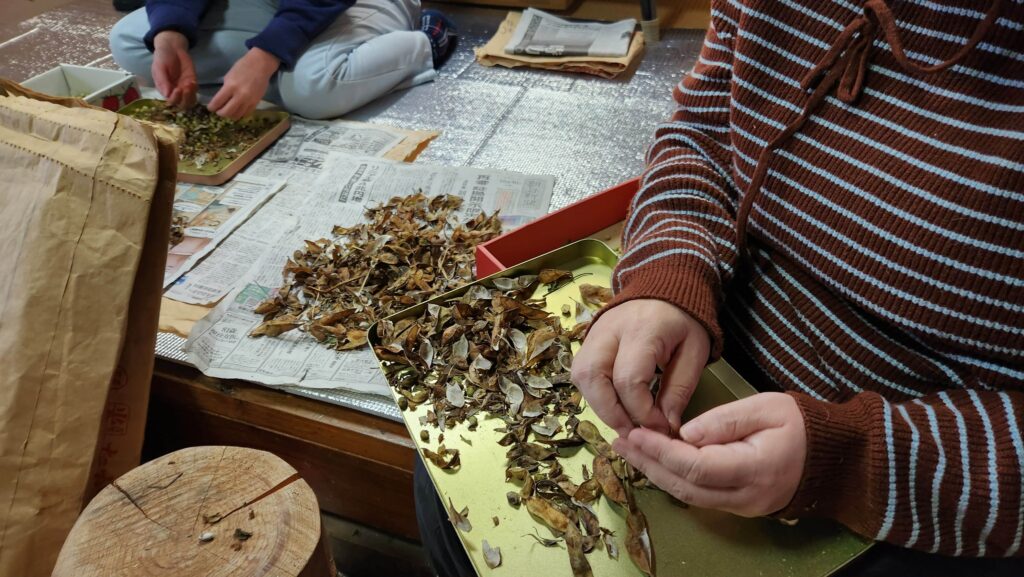 お喋りながら楽しくお手伝い！大豆の手脱穀・選別のお手伝いを行いました