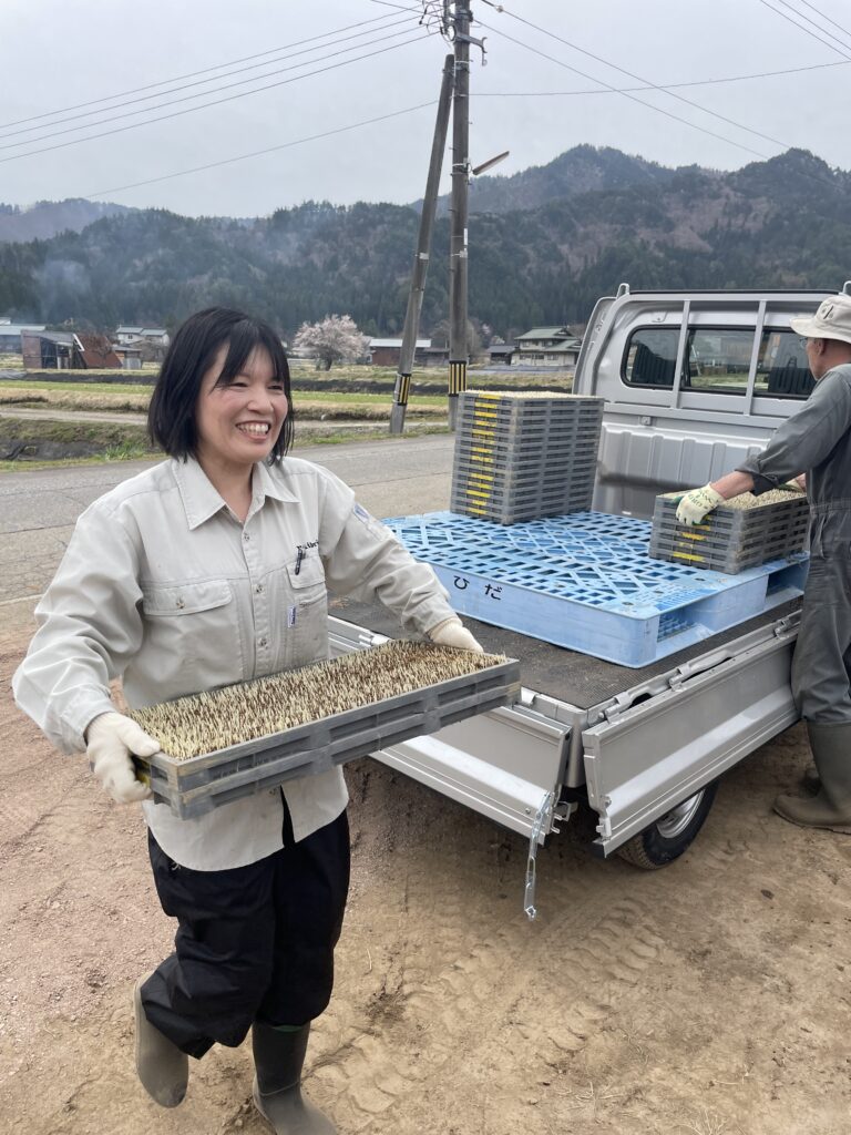 美味しい飛騨米を育ててみよう！稲苗箱をビニールハウス搬入・並べ！