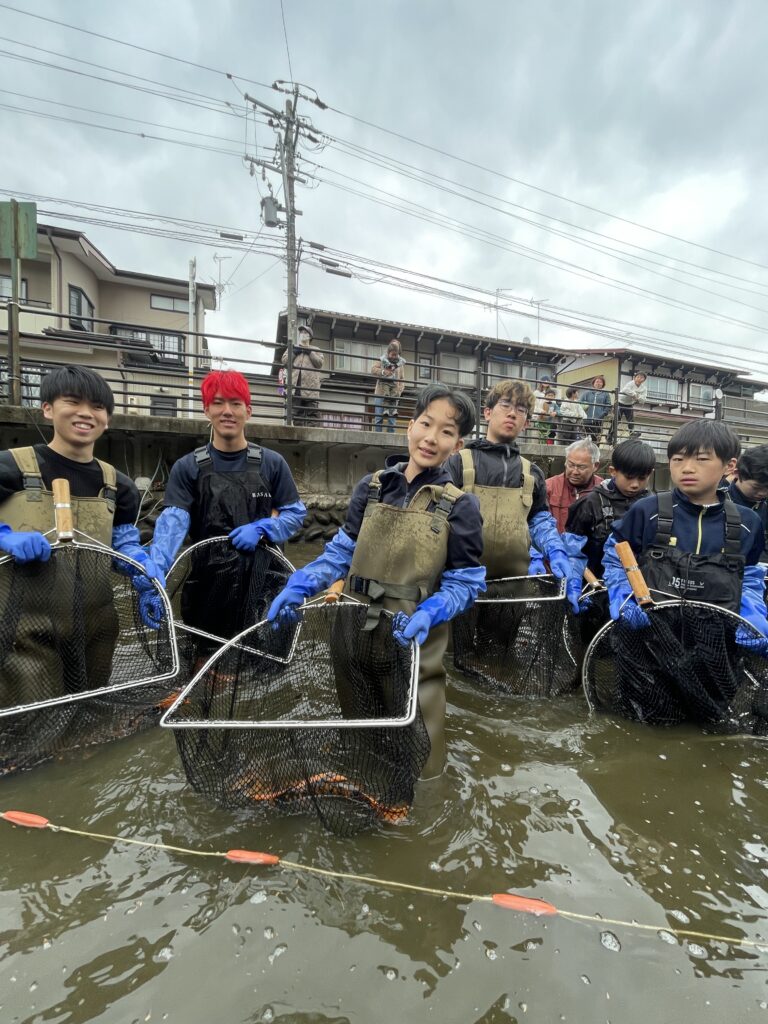 春の瀬戸川鯉の引越し！飛騨古川の観光人気スポットに鯉たちが戻ってきました！