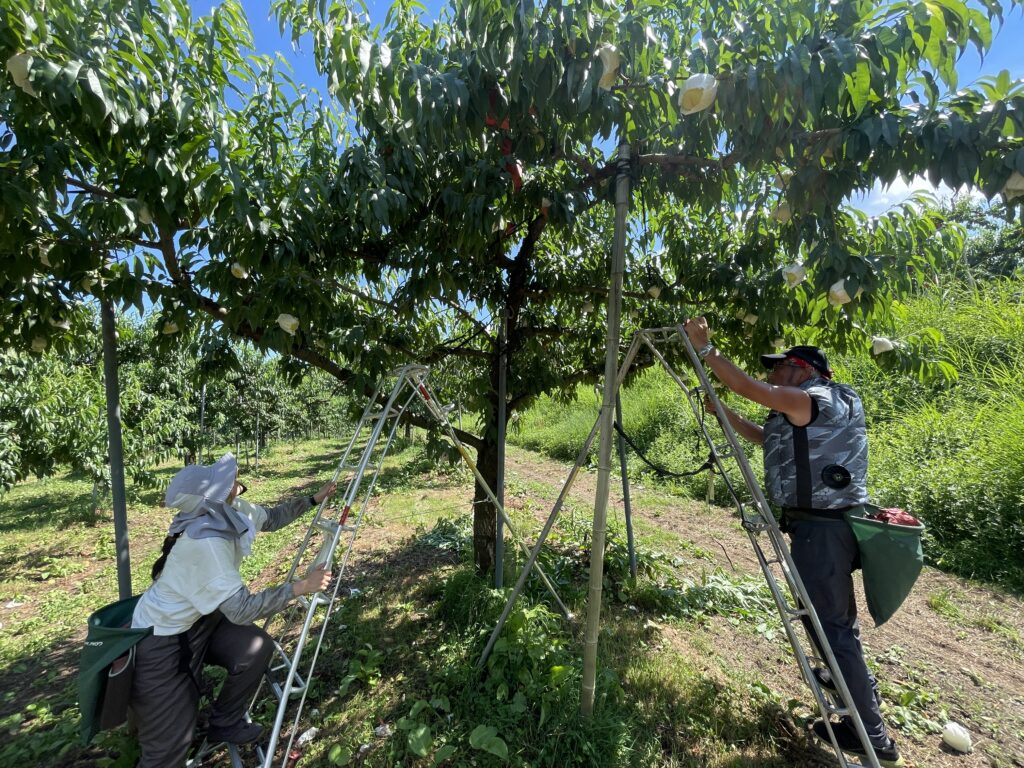 桃の蕾・花摘みのお手伝い！飛騨の果樹を堪能してみませんか？