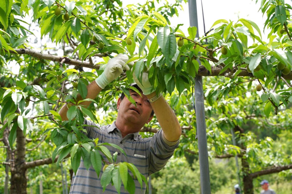 ジューシーな飛騨桃！黒内果樹園『飛騨桃の摘果』をしよう！