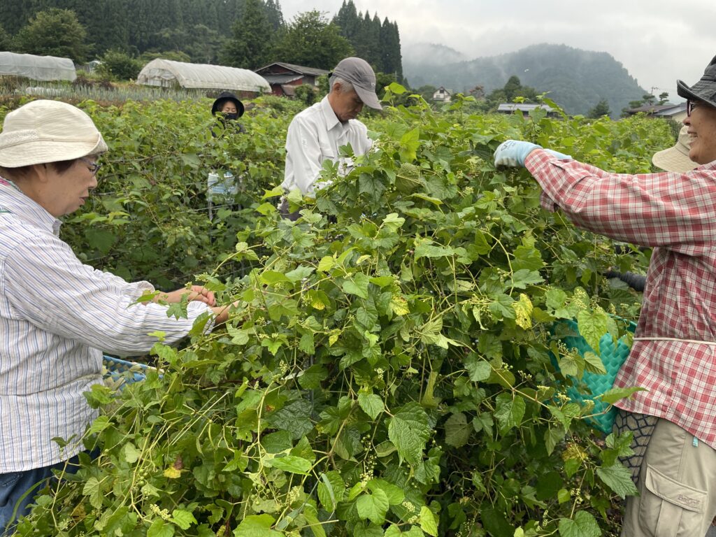 飛騨ノブドウ収穫をしよう！ノブドウで心も身体も元気に！
